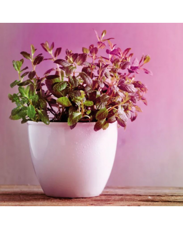 Bombilla Reflectora 63mm LED especial crecimiento plantas 6,5W E27 106º