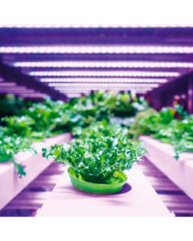 Bombilla PAR38 LED luz lila especial crecimiento plantas 13W E27